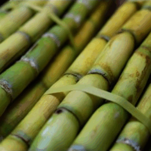 Fresh Sugarcane - (Pack)