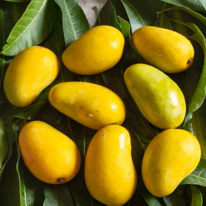Fresh Amrapali Mangoes